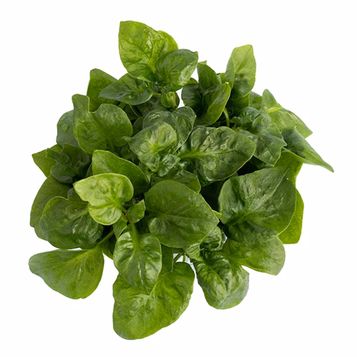 Watercress Bakla 500g UAE